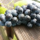 이영선농장 이미지