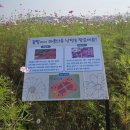 나성동_도시상징광장 | 세종 나성동 황하 코스모스 꽃밭 🌼도시 상징 광장