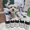 리틀바이트 | 기호성 좋은 리틀포우 텐바이트 5가지 강아지 종합영양제 후기