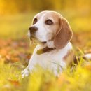 소랑동물병원 이미지