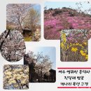 진달래 핀 풍경 | 여수 영취산 진달래 축제 다녀온 후기. 현재 핀 진달래 벚꽃 상황