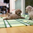 푸들사랑 이미지