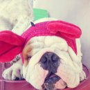 돼지두마리 이미지