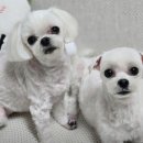 두부네 펫살롱 | [중동 애견미용 추천] 스트레스 없는 가위컷 성지 커몽, 부천 강아지 미용 잘하는곳 추