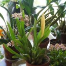 환타지아 이미지