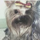 샐리동물병원 이미지