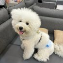 삼성동물종합병원 | 반려동물 병원비 건강검진 비용 아끼는 꿀팁 man&amp;pet 멤버쉽이용 부천24시 웰니스동물병원 방문기