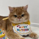 봉봉캐터리 이미지