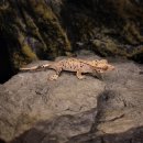 파충류샵 렙타일스테이션 이미지