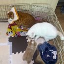 미견미묘 이미지