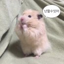 W3. 아이폰 스냅: 얼웨이즈스냅 계약 후기