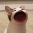 신시로 이미지