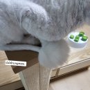 이쁘냥 고양이미용실 서대문점 이미지