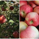 평광왕건사과마을 이미지