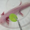 동물병원 All Pets 이미지