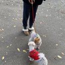 호두데이 이미지