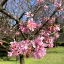 양명산 | 대만 양명산 여행, KKday 택시투어 완벽 정복 후기!