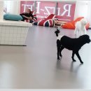 리츠펫 이시아폴리스점 이미지