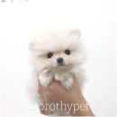 광주강아지분양 고양이분양 도로시펫 이미지