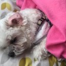 방배한강동물병원 이미지