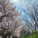 삼락천 | 부산 벚꽃 명소 삼락공원 벚꽃 축제 다녀왔어요
