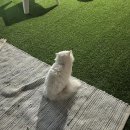 오냥오냥 고양이호텔 이미지