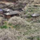 청매실농원 이미지