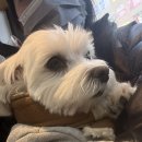 하나카동물병원 | 증상 전혀 없는 강아지 IBD PLE 치료 2차병원 알부민만 낮음