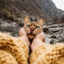 냥스타그램 이미지