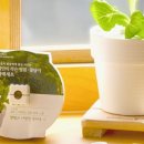 나만의 작은 상추