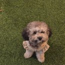 강릉애견하우스 | 강릉 애견 동반 숙소 세인트존스 호텔 내돈내산 후기｜애견 동반 수영장 자쿠지 정보