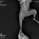 하안동물병원 이미지