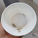 못난이꽈배기3호점 | [인천 맛집/구월동] 모래내시장 간식 "동동꽈배기" 방문 후기 (내돈내산)