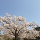 벚꽃엔딩 - 버스커 버스커 이미지