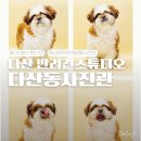 우정 동물병원 | [다산동사진관] 반려동물 프로필 사진 만족도 200%! 다산동스튜디오 생생 후기📸