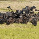 고성오광대정기공연 이미지