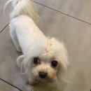 에이플러스 동물병원 이미지