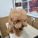 그루밍봄 이미지