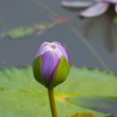 수련