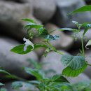처진물봉선( ... / Balsaminaceae) 이미지