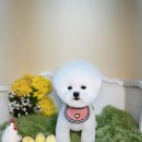 벨르시앙 이미지