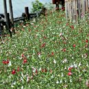 꽃새미마을(방동마을) 이미지