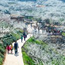 청매실농원 이미지