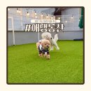 동산 | 천안 애견카페 애댕동산 후기 실내 야외 강아지 운동장 완비