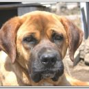 멍이사랑 이미지