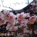 매화 이미지
