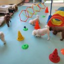 도도 켄넬 이미지