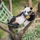 판다 이미지