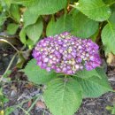 제주도유 이미지