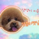 영블리 펫살롱 이미지